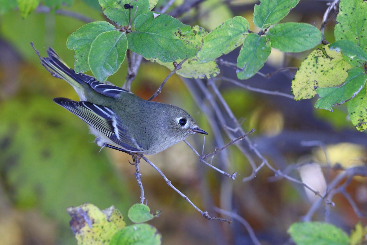 Ruby-crowned Kinglet - ML641000529
