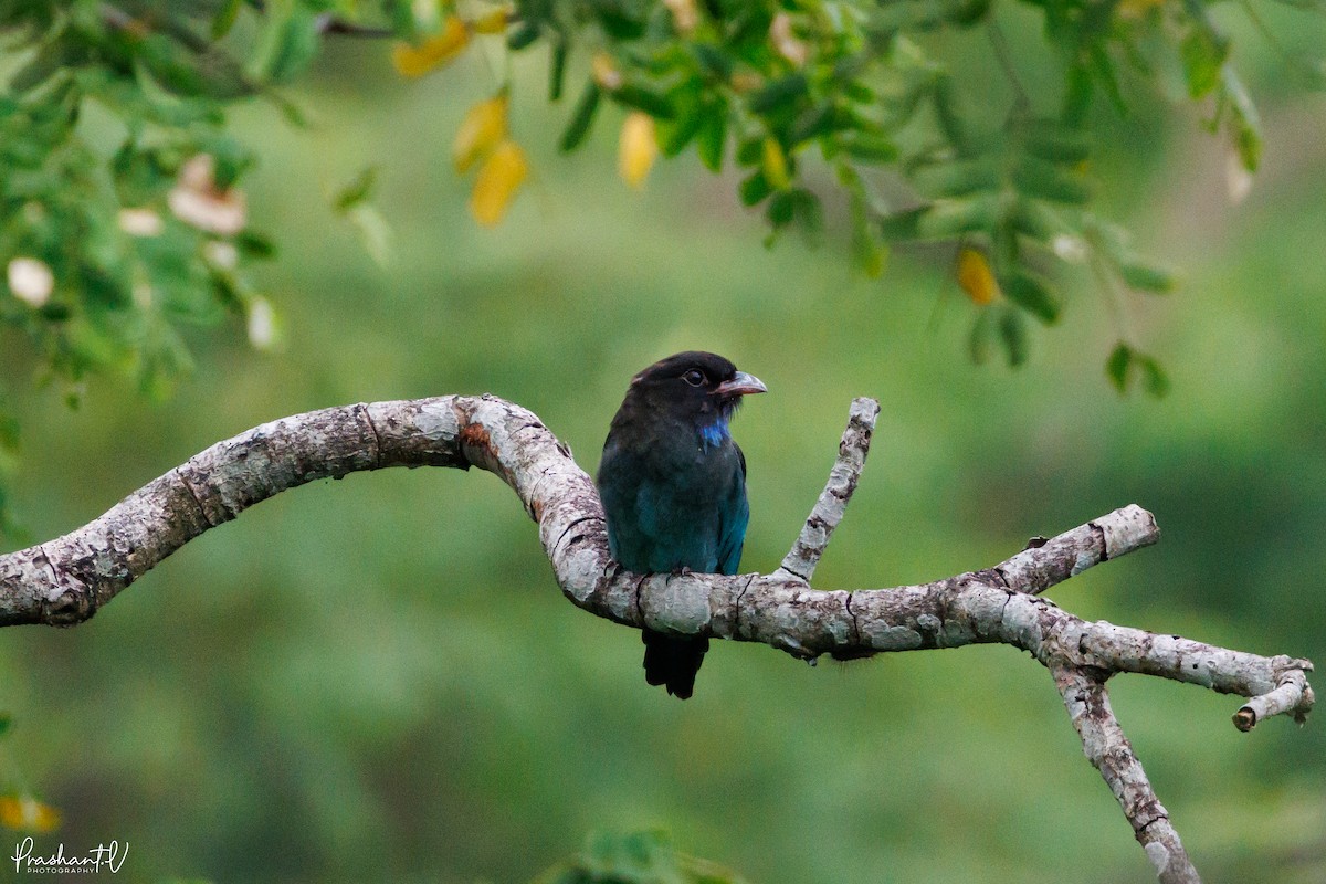 Dollarbird - ML641000553
