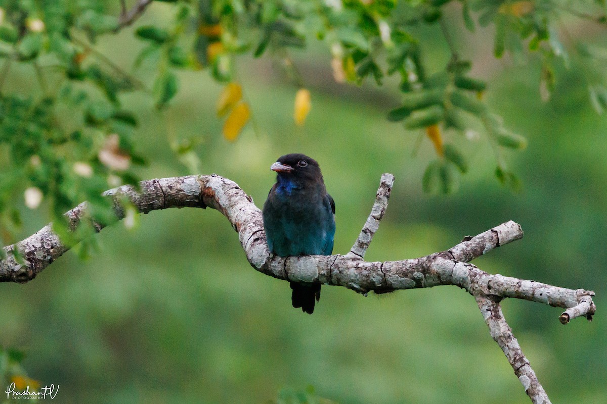 Dollarbird - ML641000554