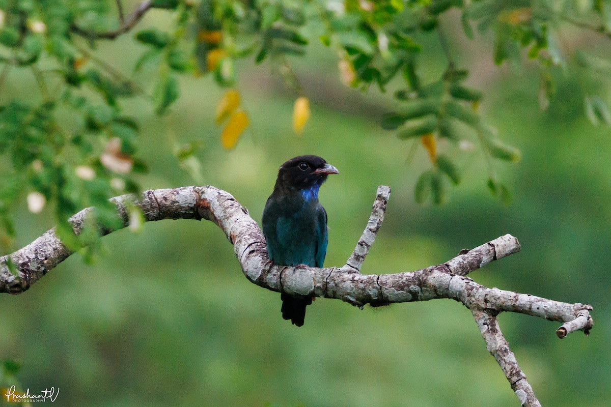 Dollarbird - ML641000555