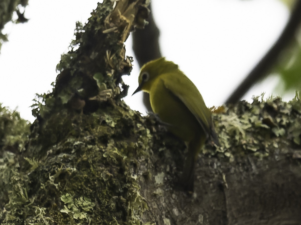 Green White-eye - ML641000557