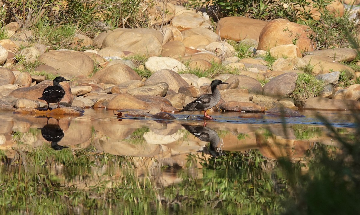 Brazilian Merganser - ML641000560