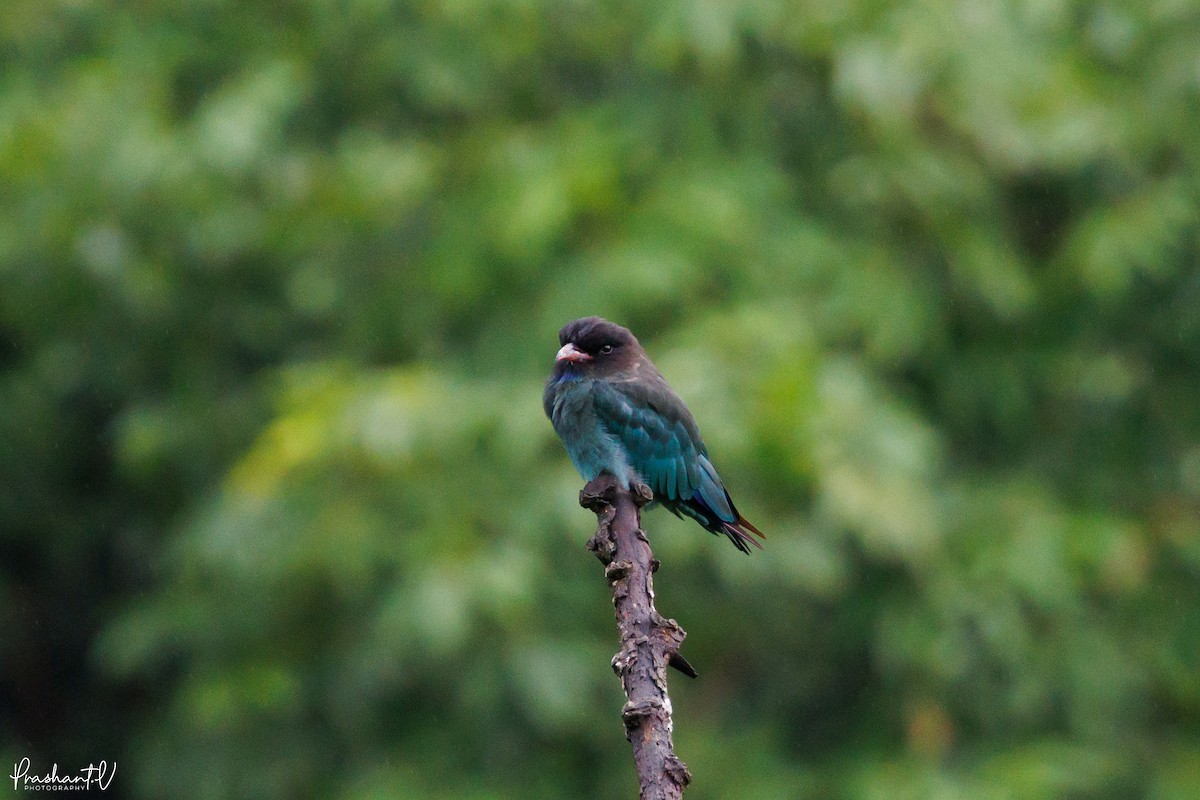 Dollarbird - ML641000568