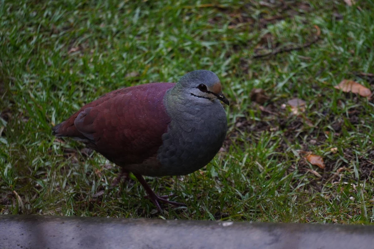 Buff-fronted Quail-Dove - ML641000591
