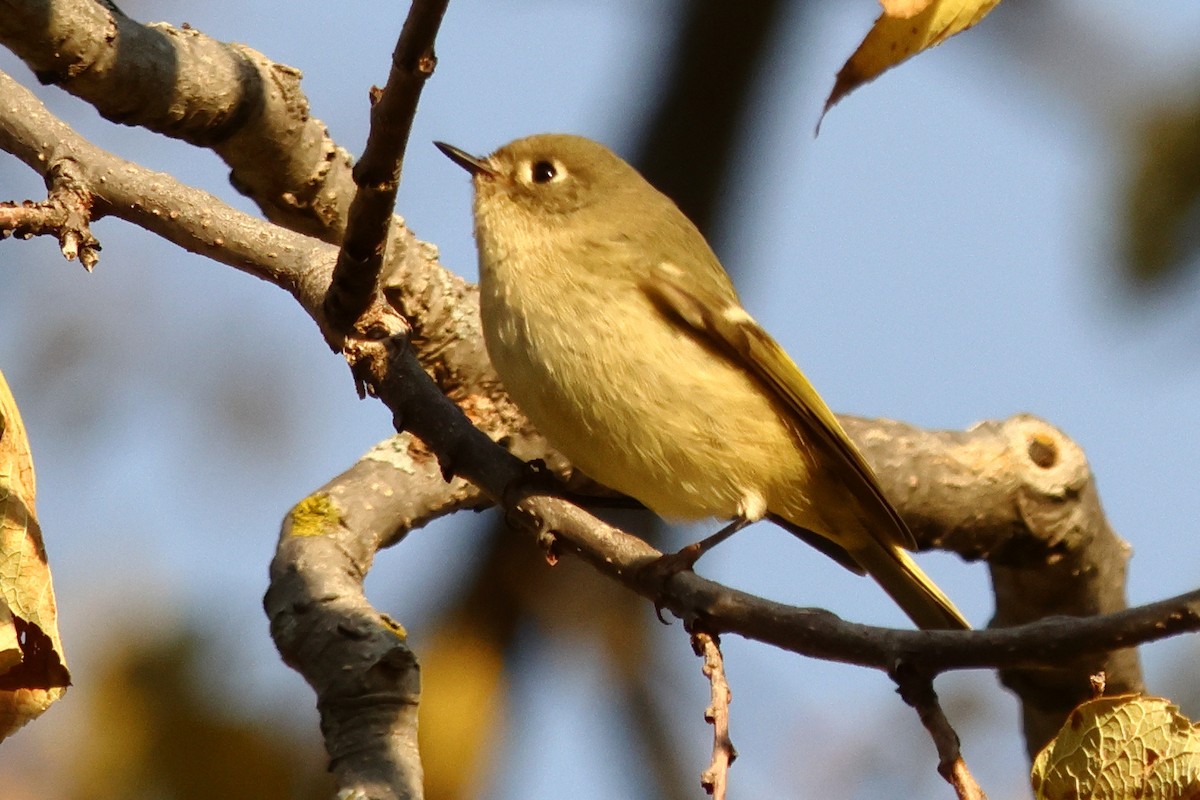 Ruby-crowned Kinglet - ML641000598