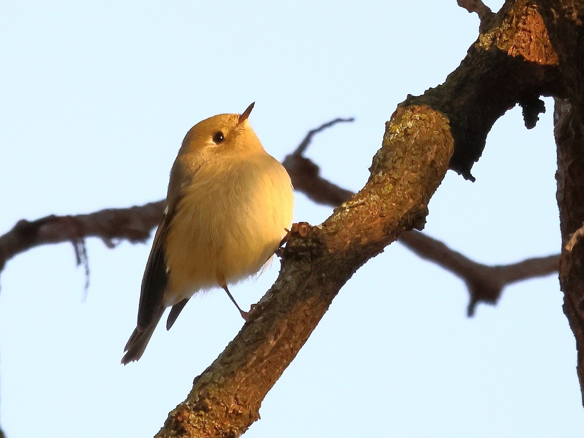 Ruby-crowned Kinglet - ML641000601