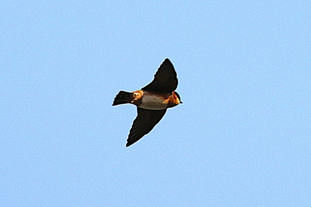 Chestnut-collared Swallow - ML641000631