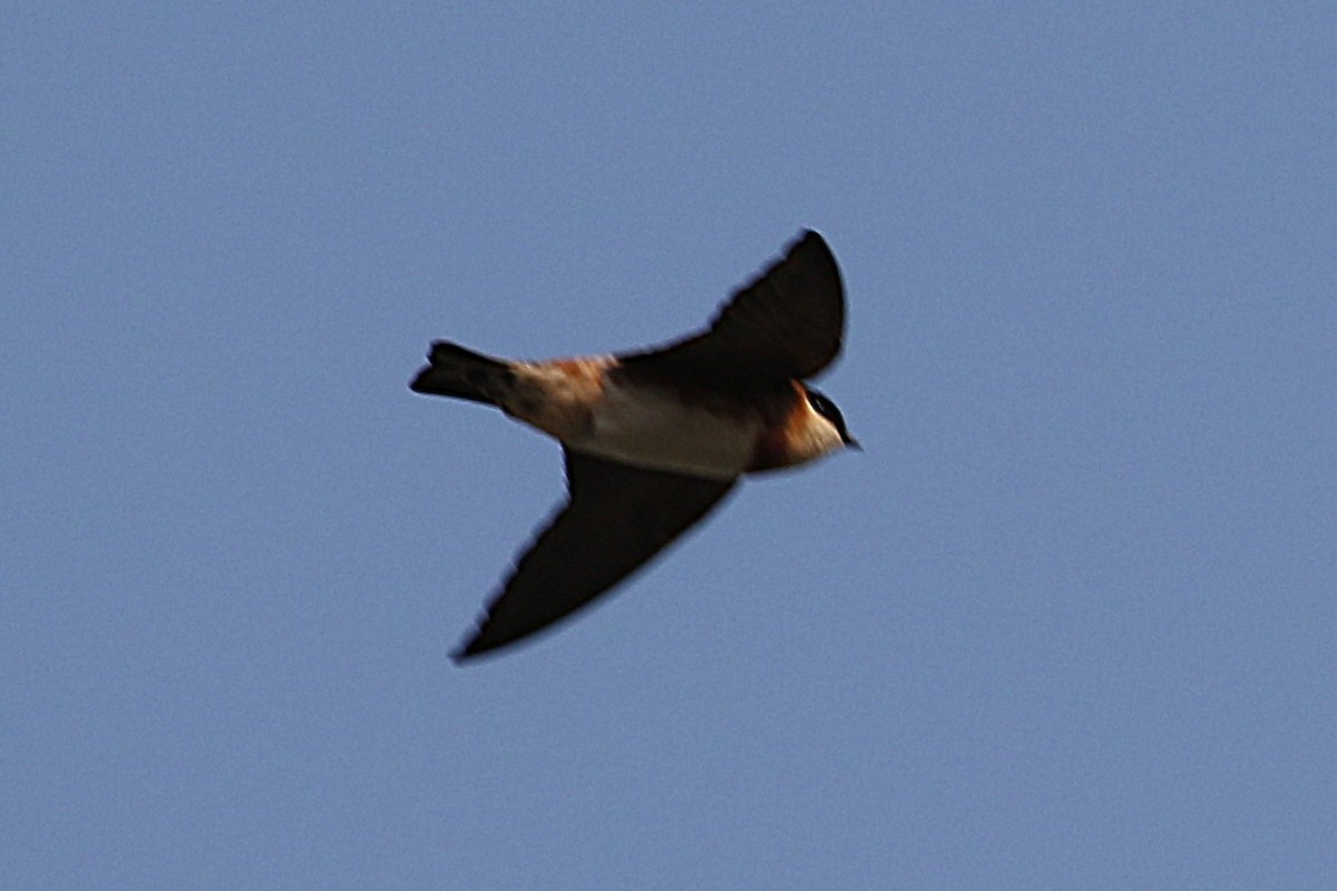 Chestnut-collared Swallow - ML641000632