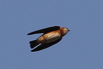 Chestnut-collared Swallow - ML641000640