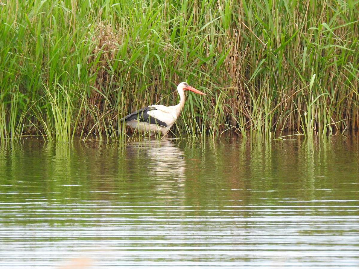 White Stork - ML641000666