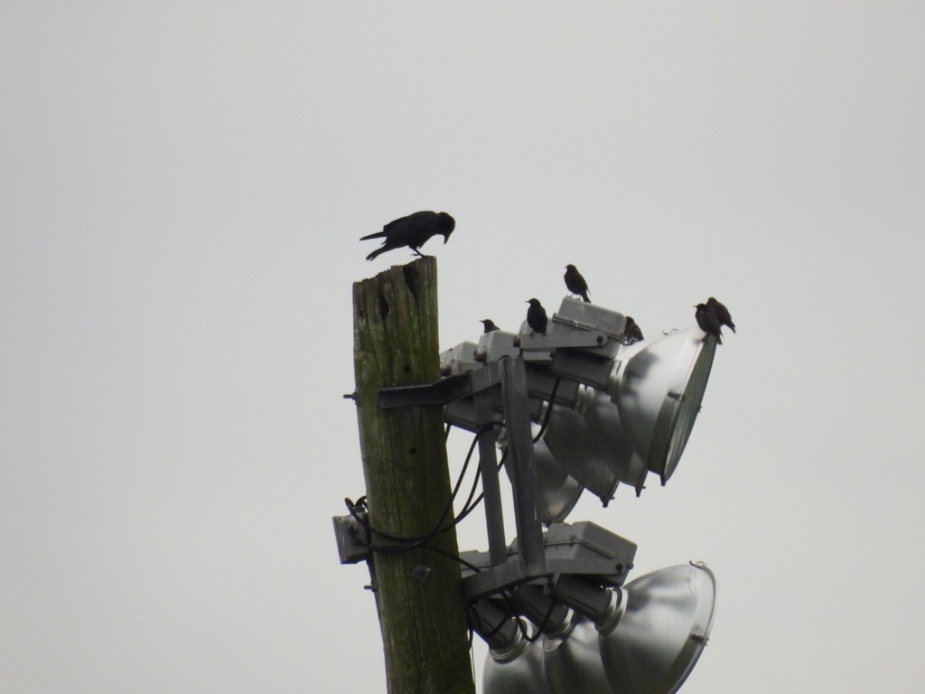 Fish Crow - ML641000804
