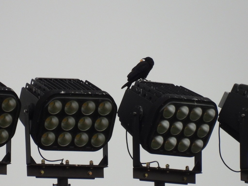 Fish Crow - ML641000807
