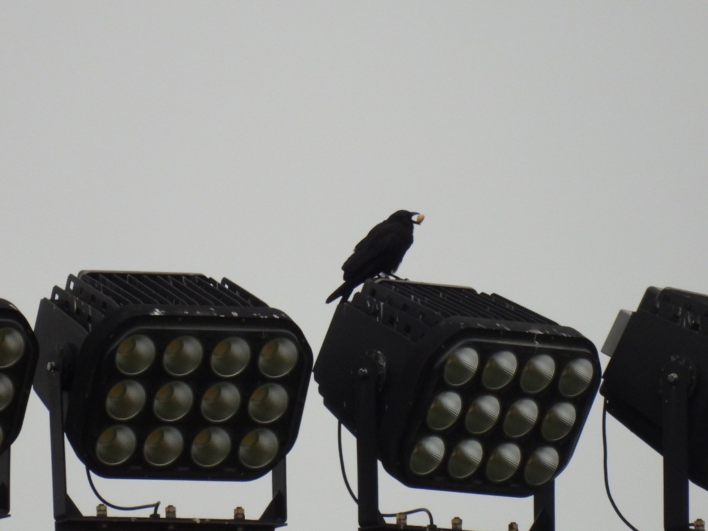 Fish Crow - ML641000809