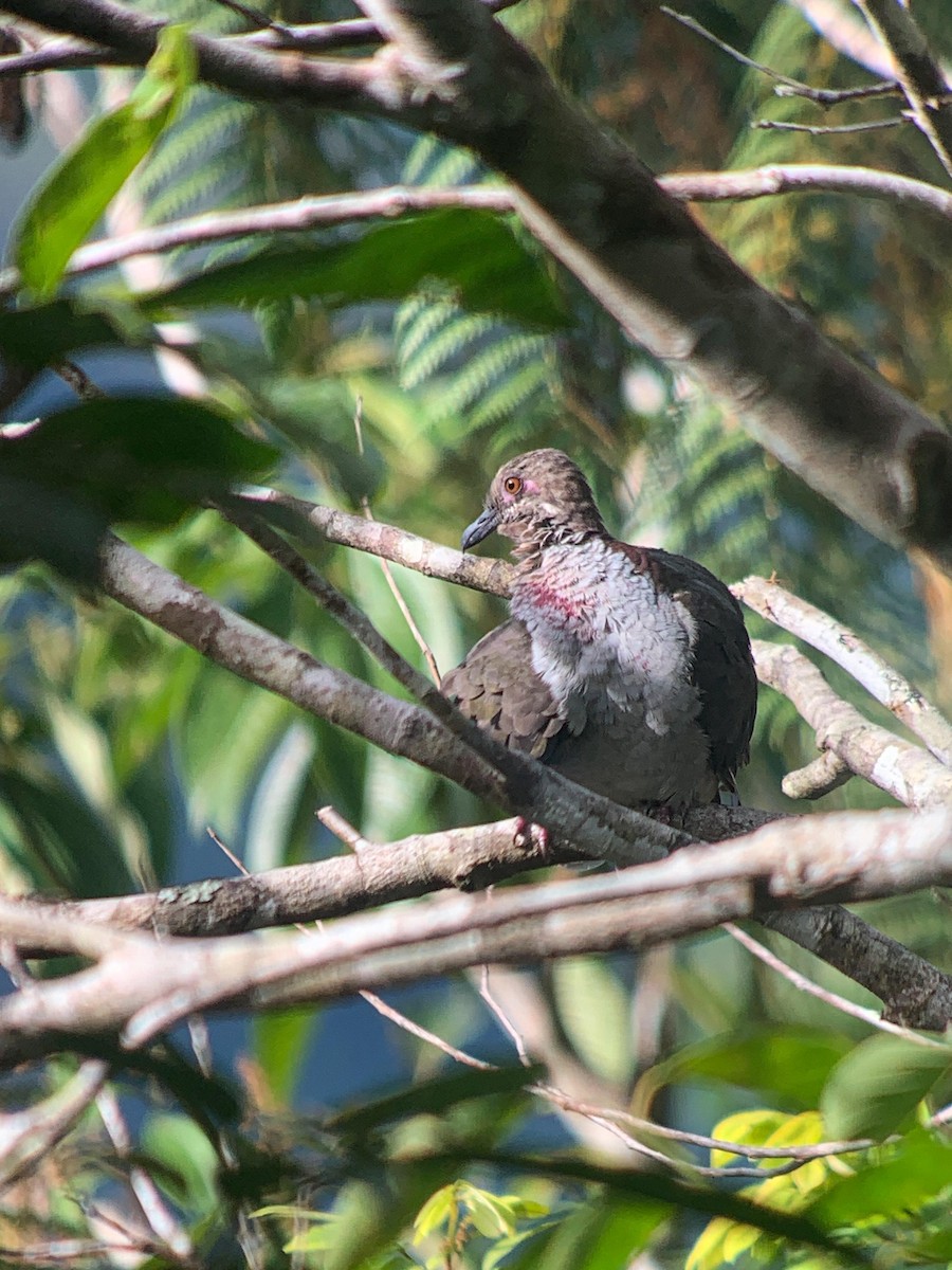 Amethyst Brown-Dove (Gray-breasted) - ML641000813