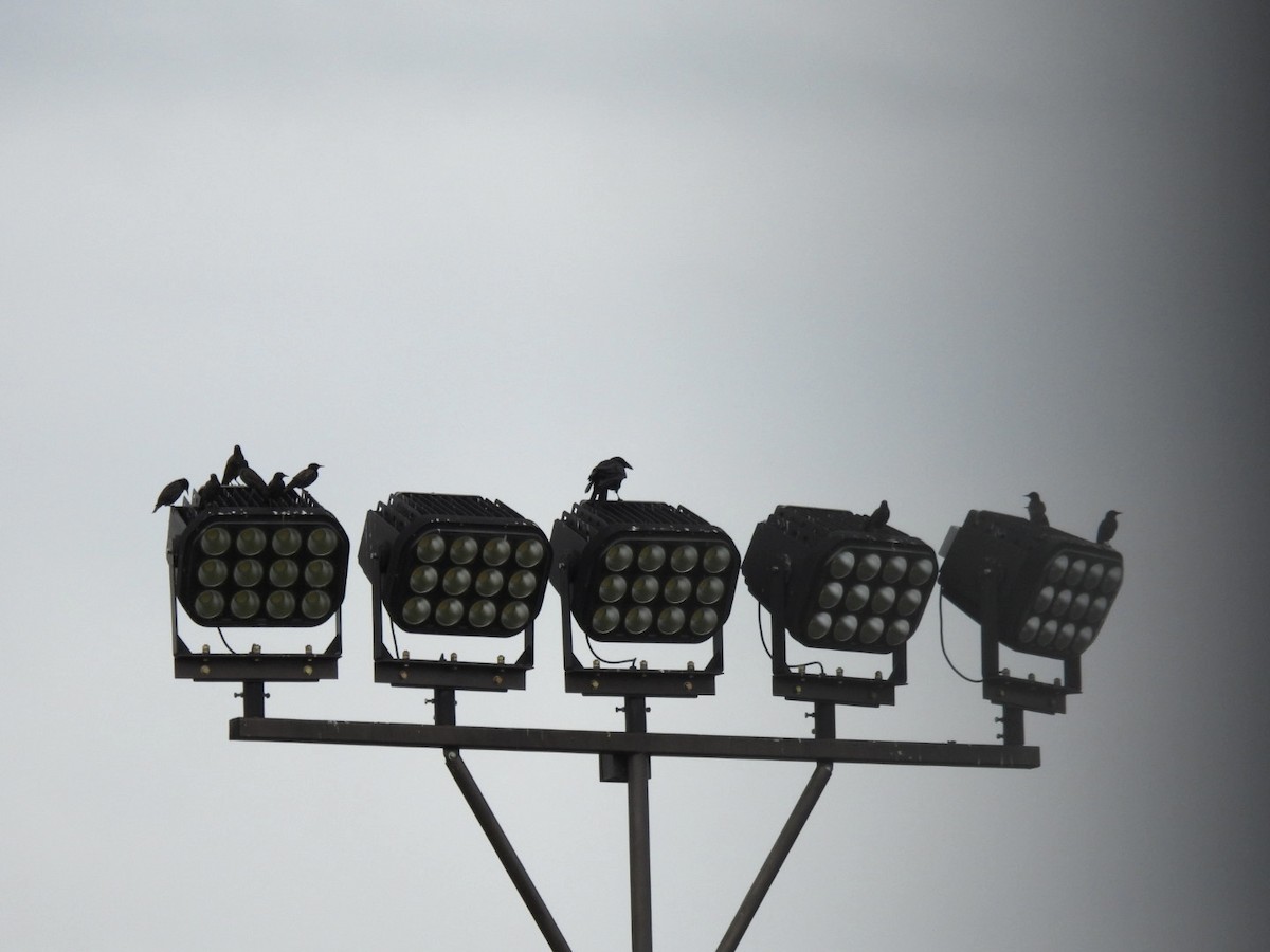 Fish Crow - ML641000837