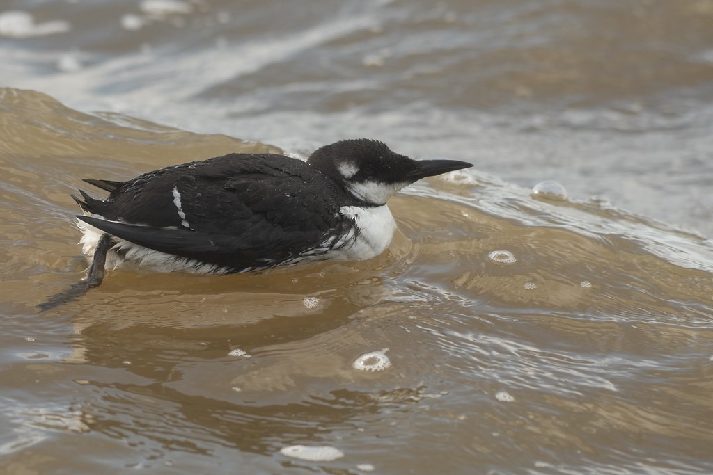 Common Murre - ML641000919