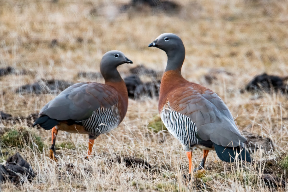 Ashy-headed Goose - ML641000937