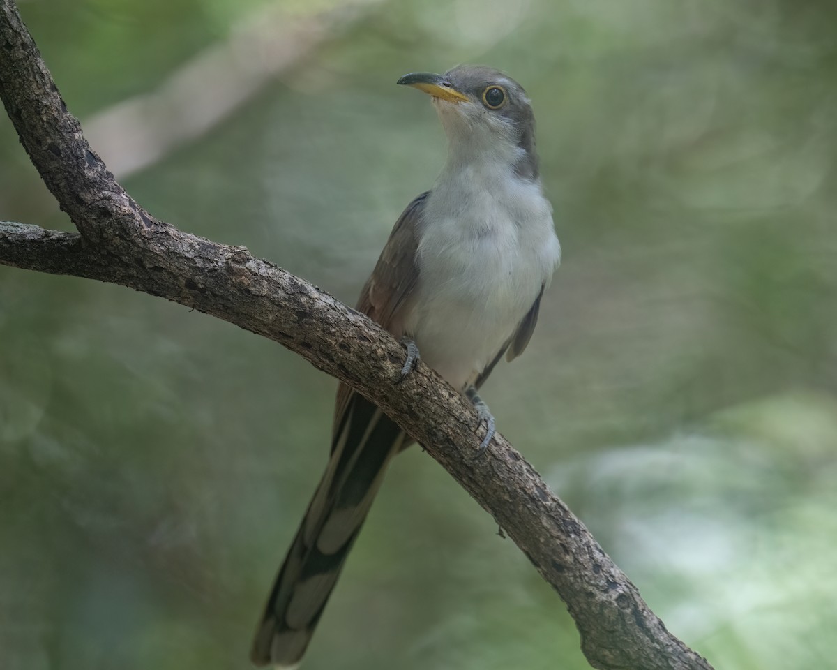 Yellow-billed Cuckoo - ML641000946