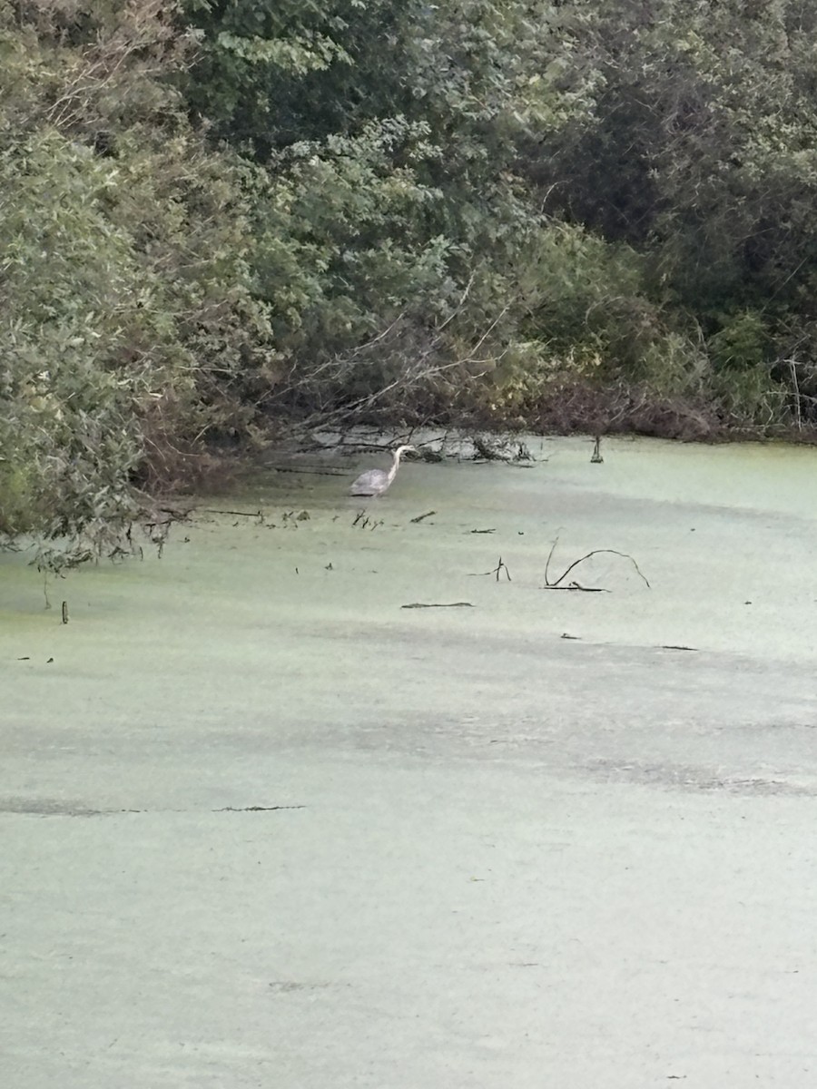 Great Blue Heron - ML641000957
