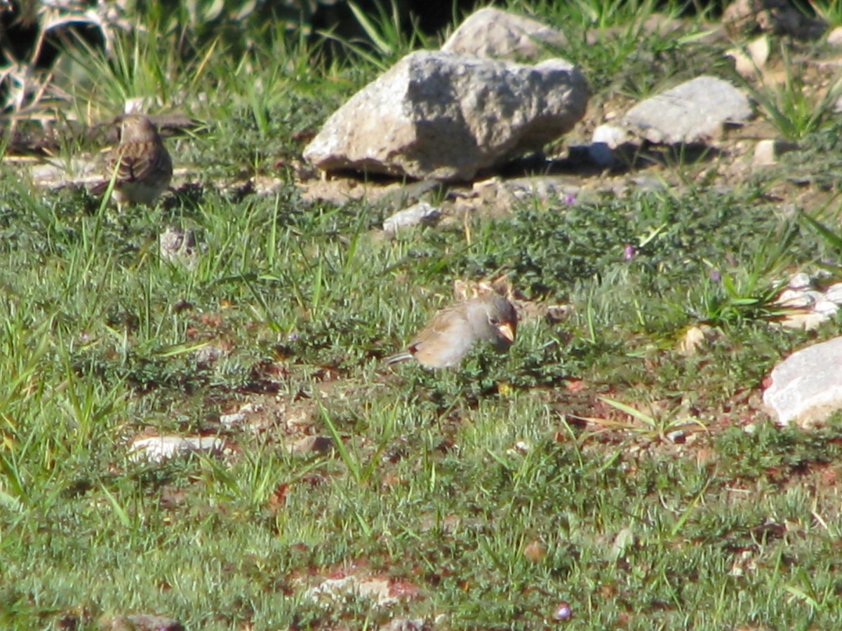 Band-tailed Sierra Finch - ML641000958