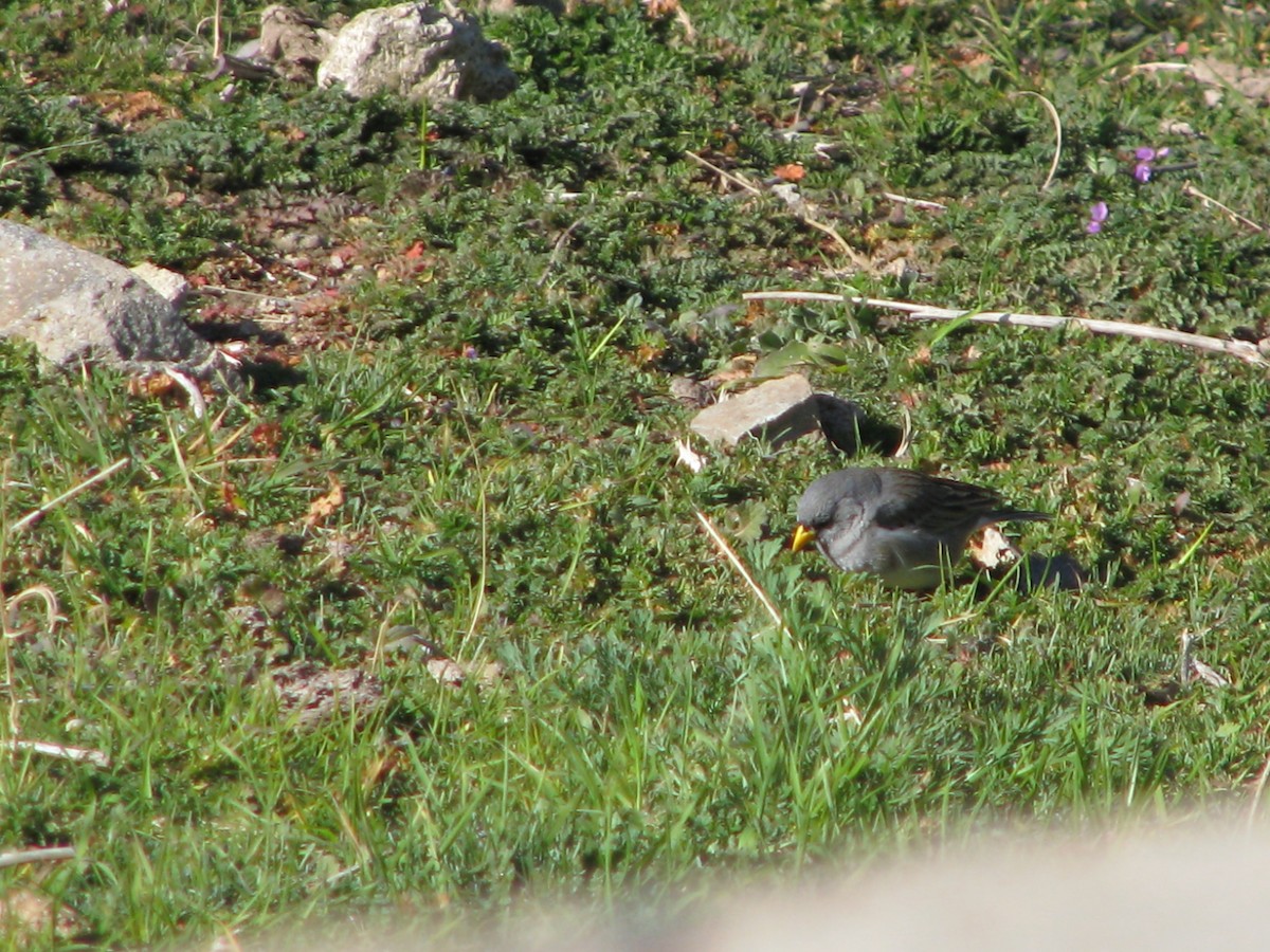 Band-tailed Sierra Finch - ML641000959