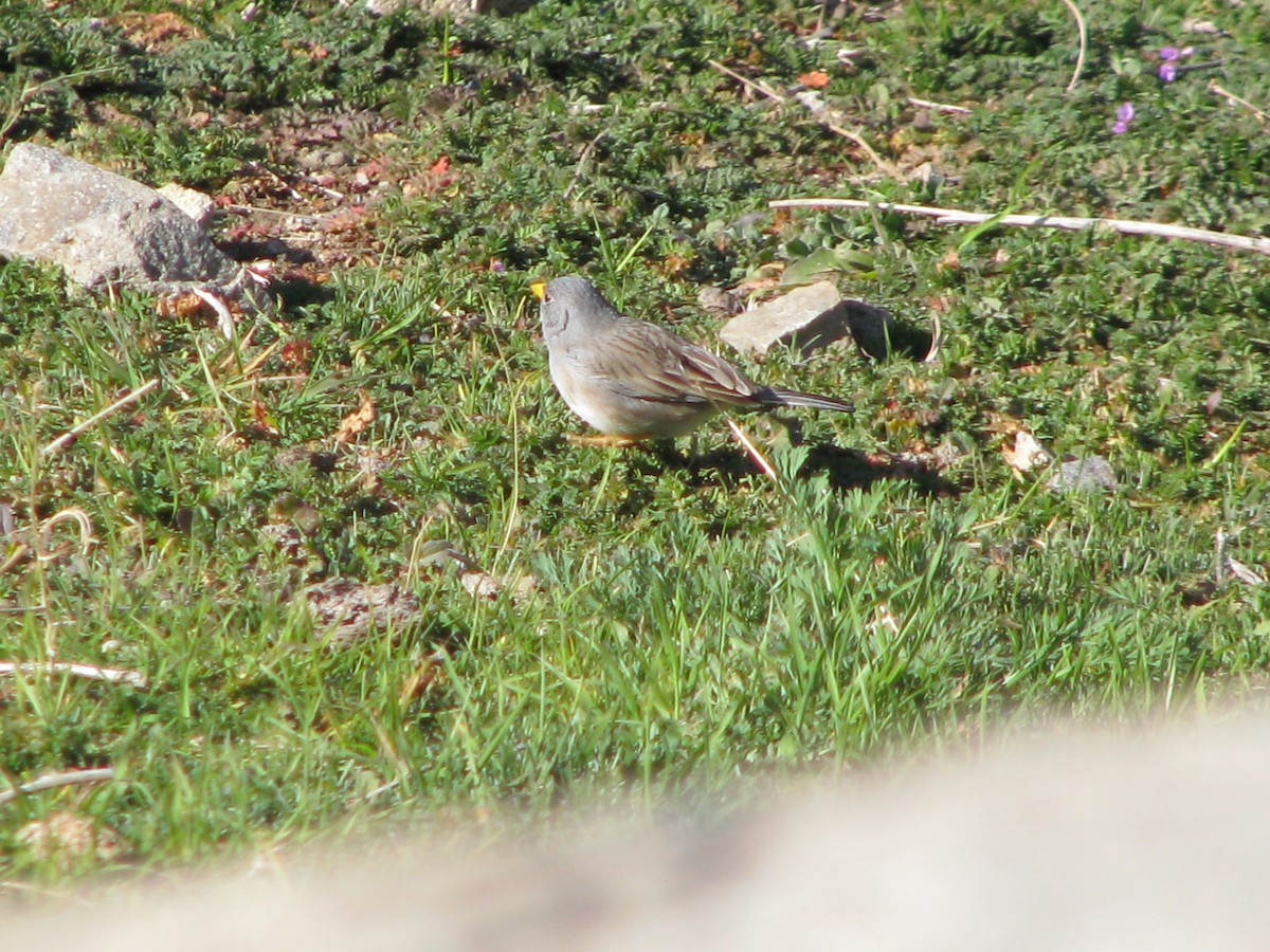 Band-tailed Sierra Finch - ML641000960