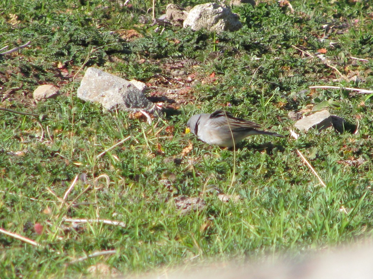Band-tailed Sierra Finch - ML641000961