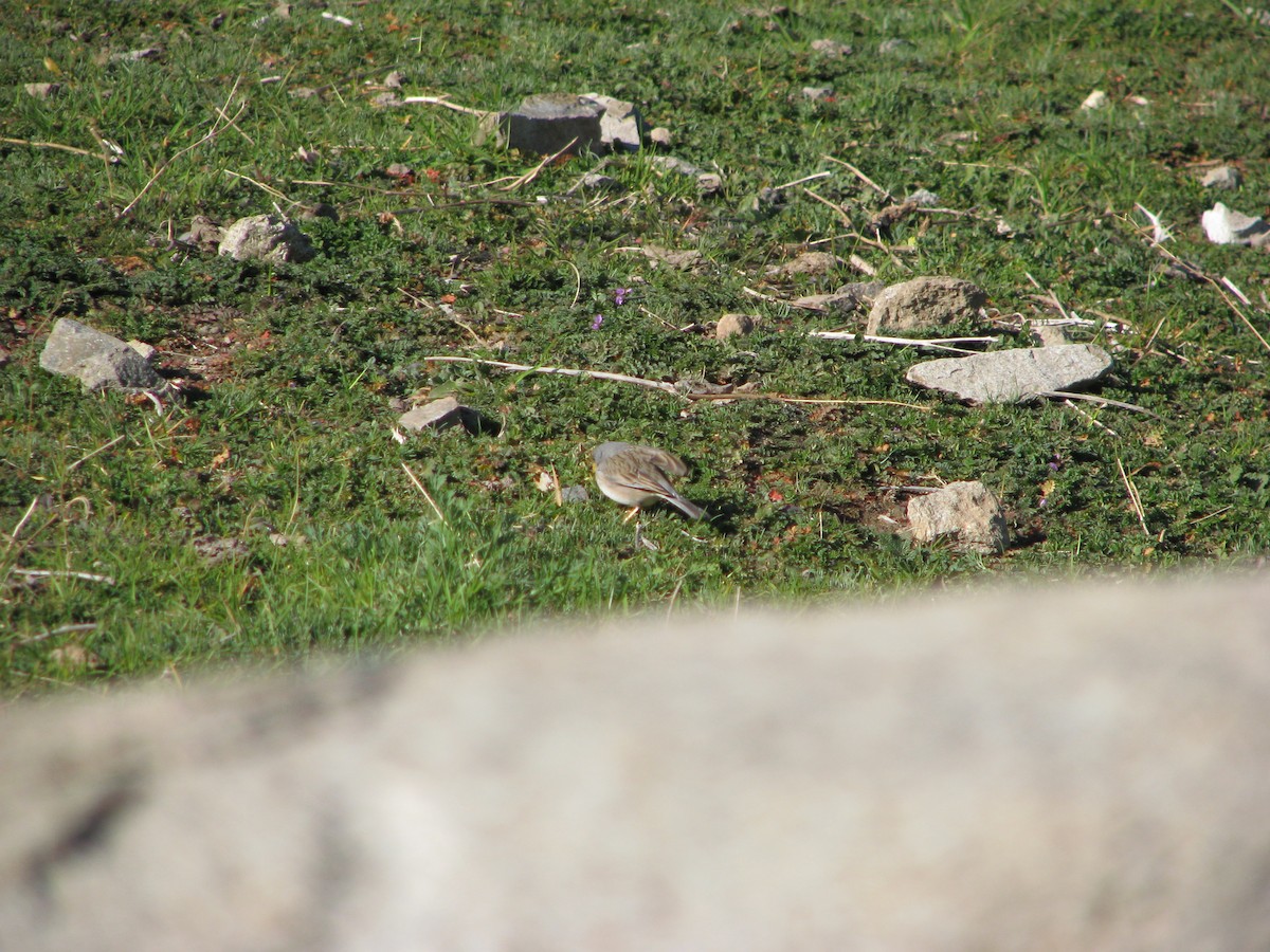 Band-tailed Sierra Finch - ML641000962