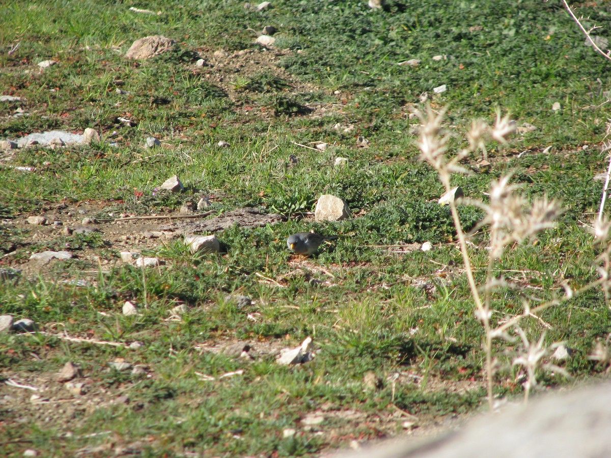 Band-tailed Sierra Finch - ML641000963