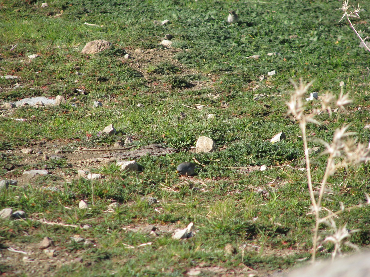 Band-tailed Sierra Finch - ML641000964