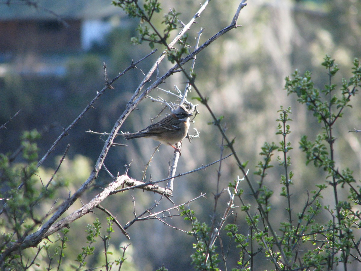 Rufous-collared Sparrow - ML641000974
