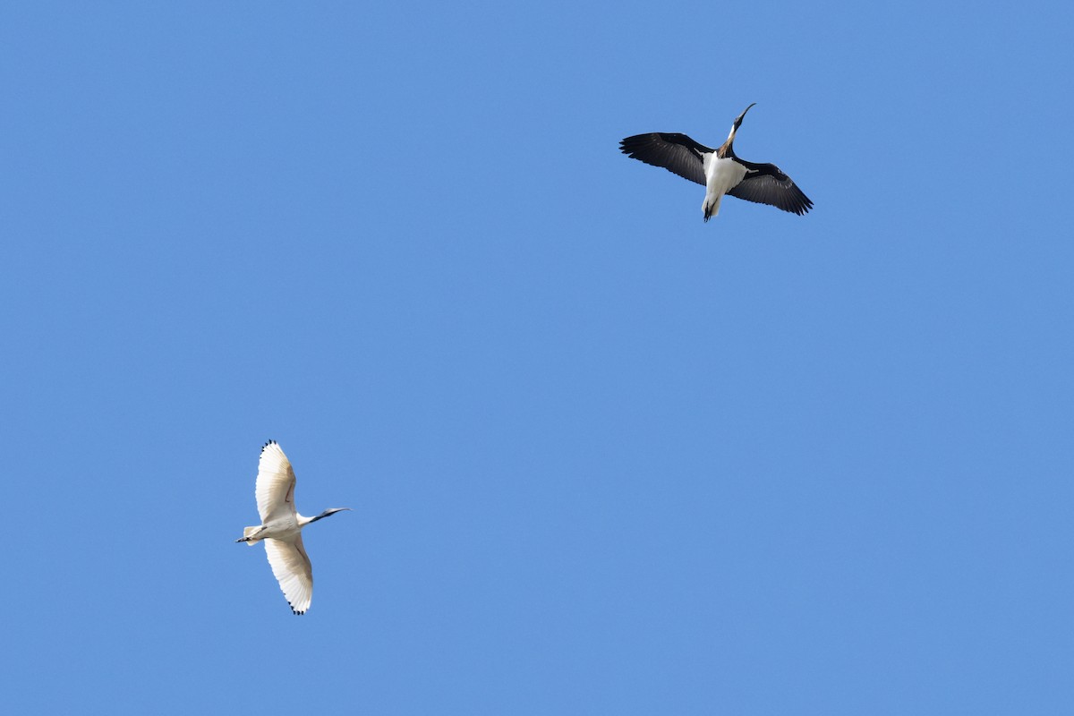 Straw-necked Ibis - ML641000975