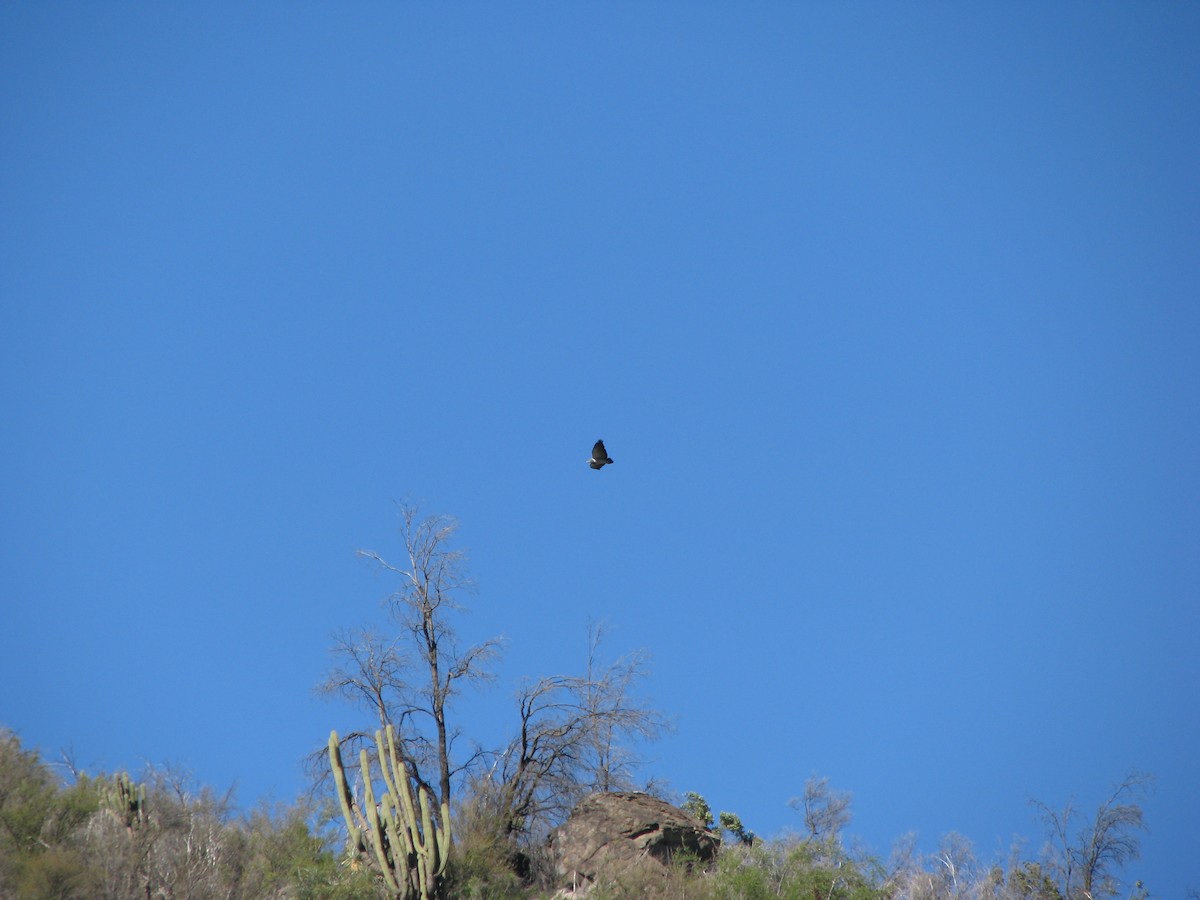 Black-chested Buzzard-Eagle - ML641001000