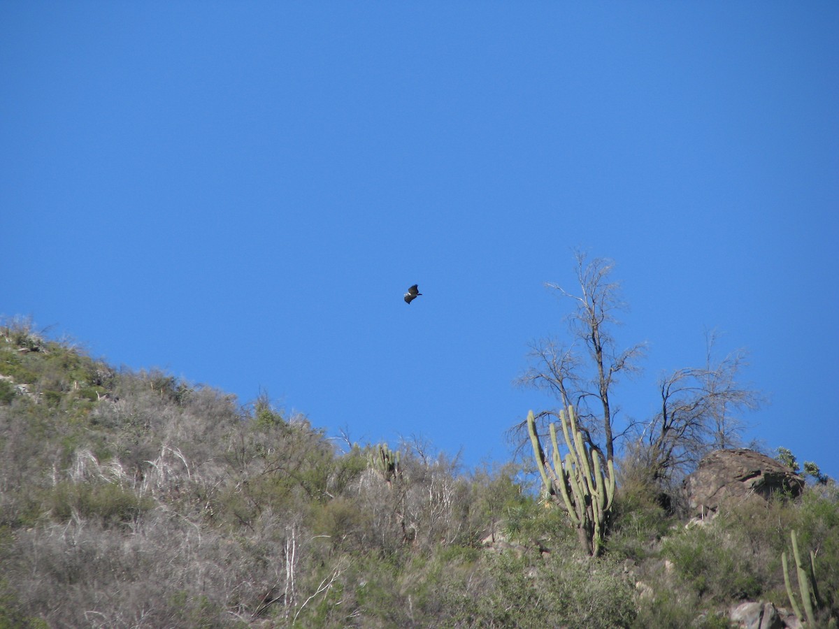 Black-chested Buzzard-Eagle - ML641001001