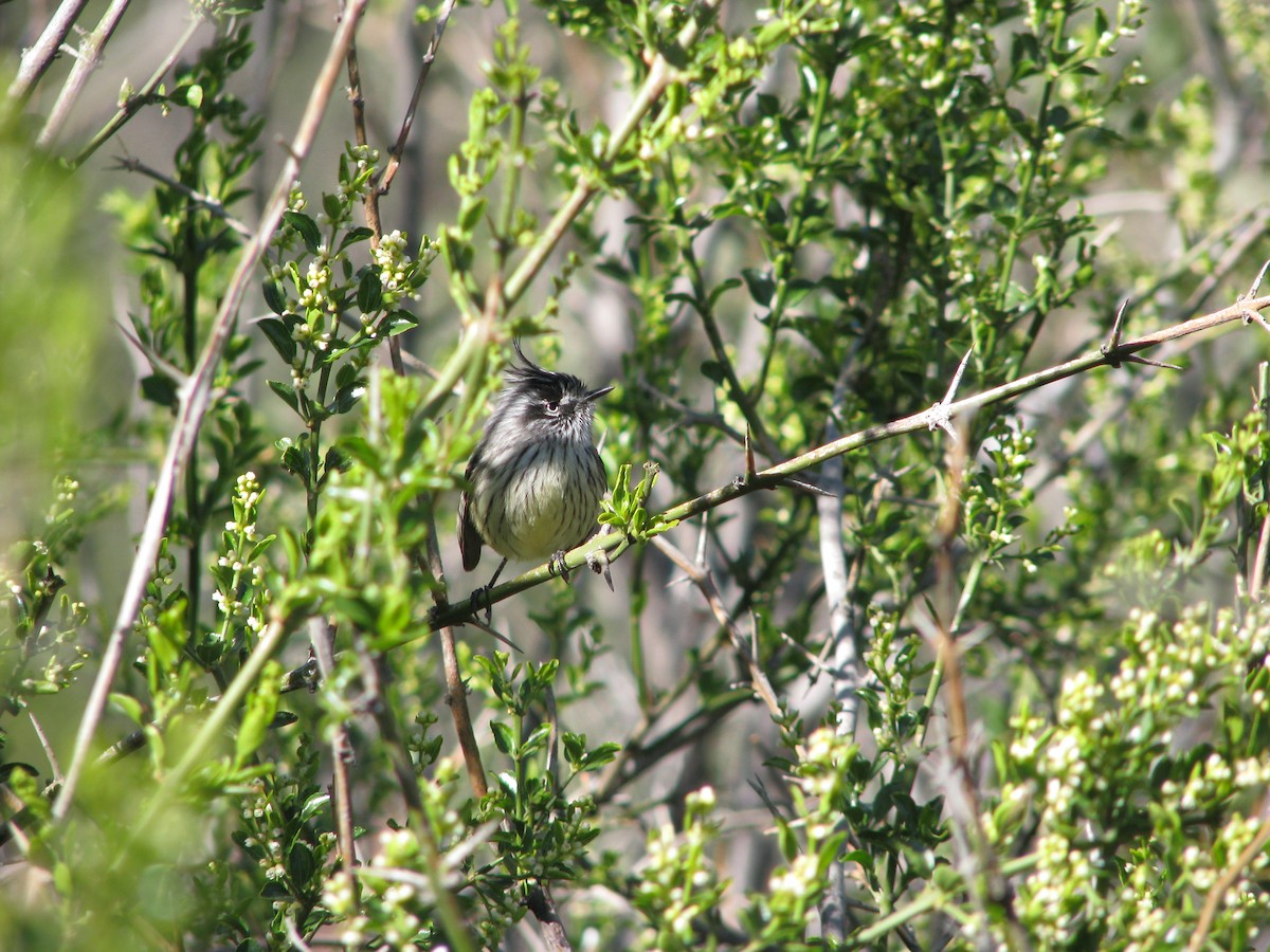 Tufted Tit-Tyrant - ML641001021