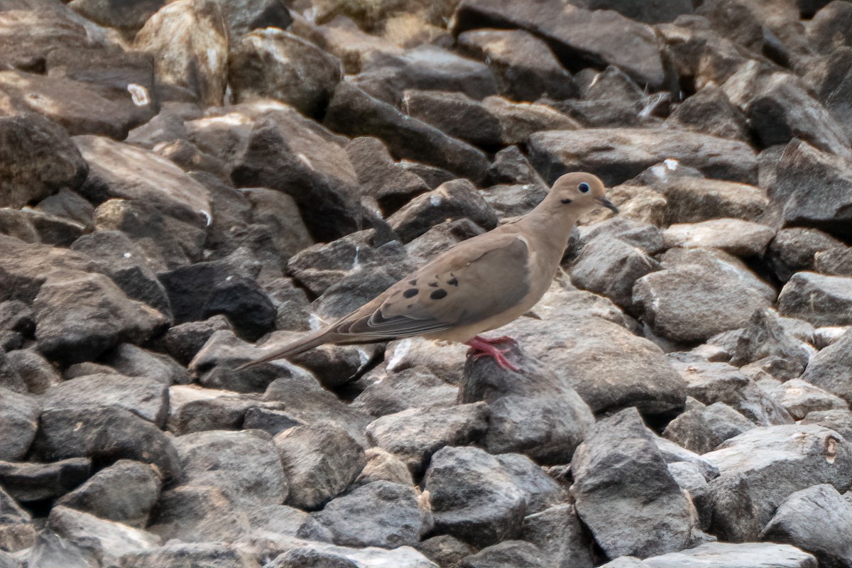 Carolinataube - ML641001116