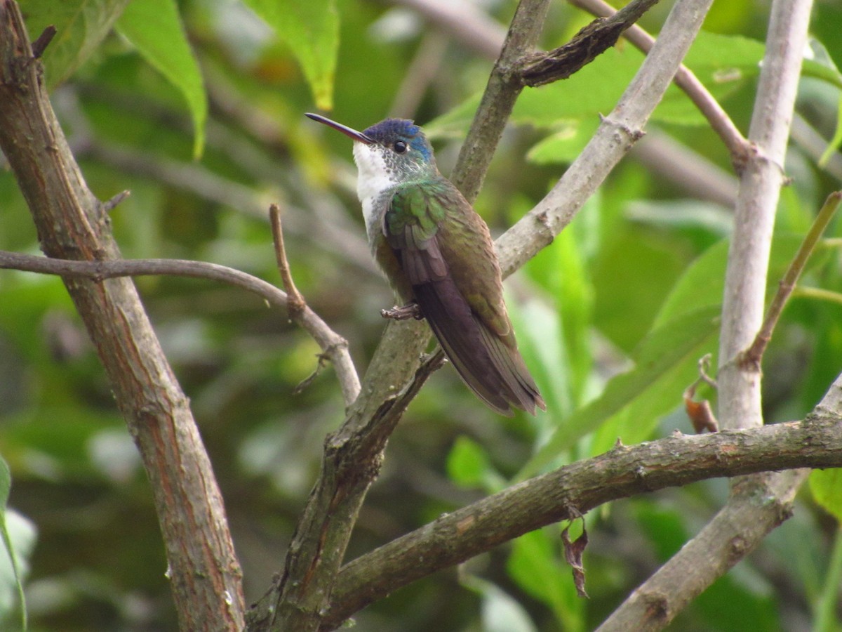 Azure-crowned Hummingbird - ML641001117