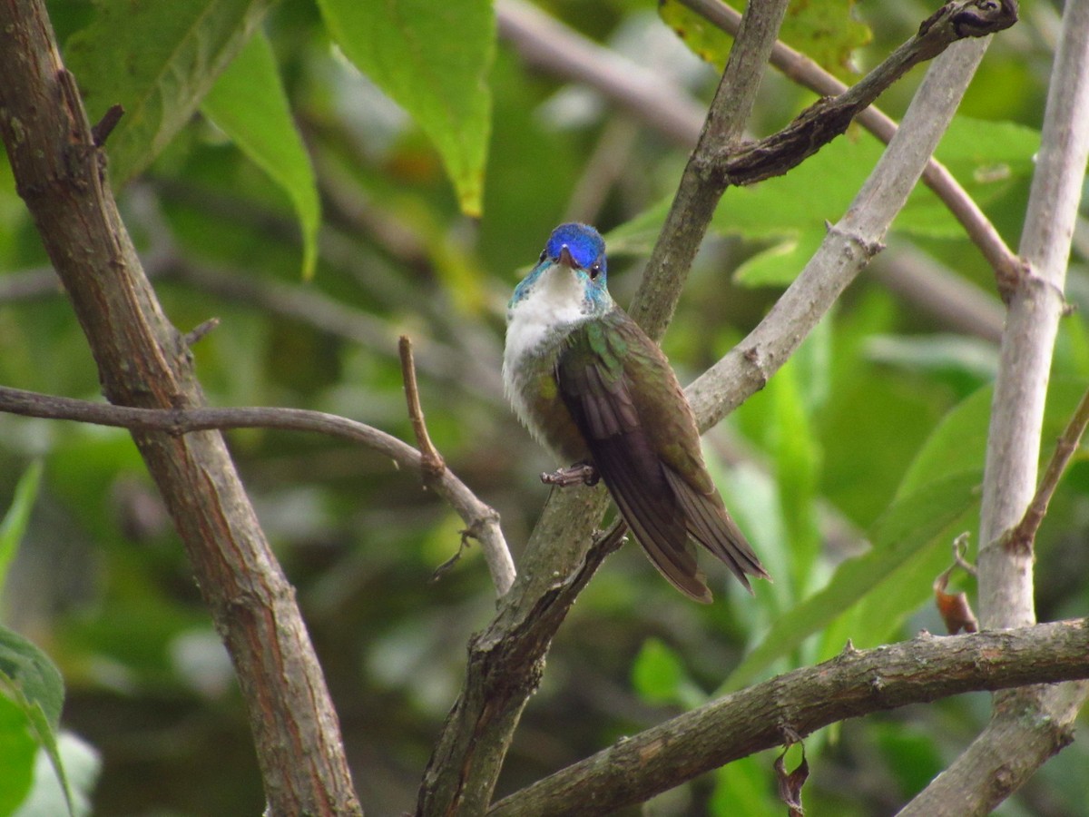 Azure-crowned Hummingbird - ML641001118