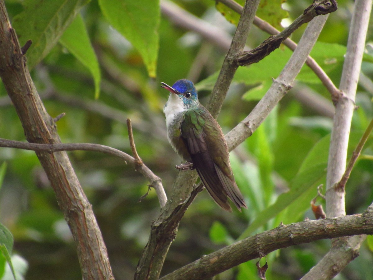 Azure-crowned Hummingbird - ML641001119
