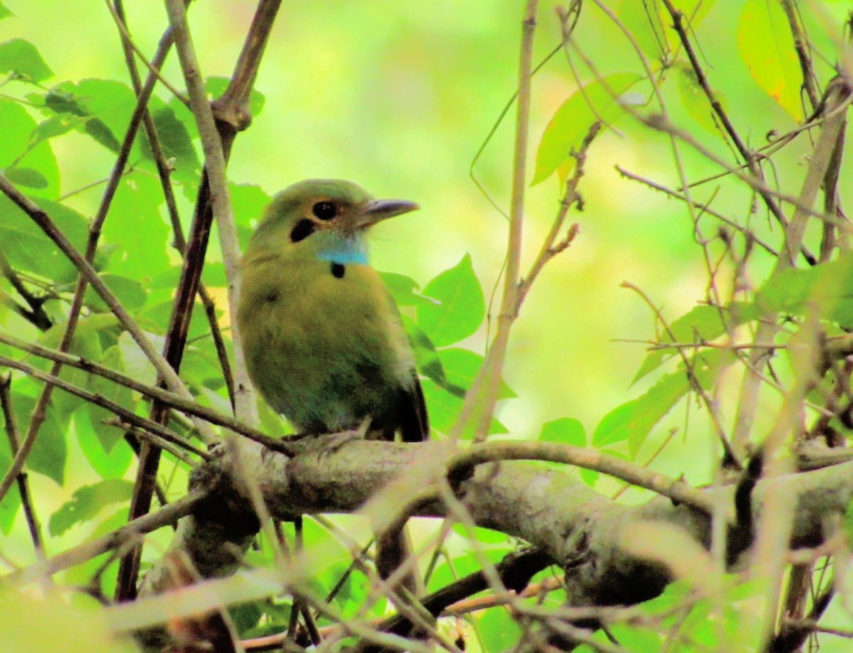 Motmot à gorge bleue - ML641001127