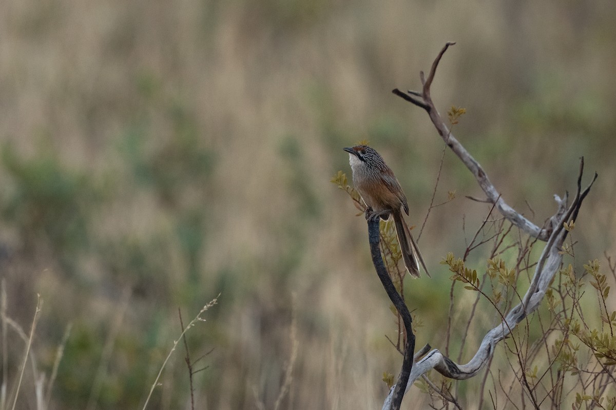 Pilbara Grasswren - ML641001128