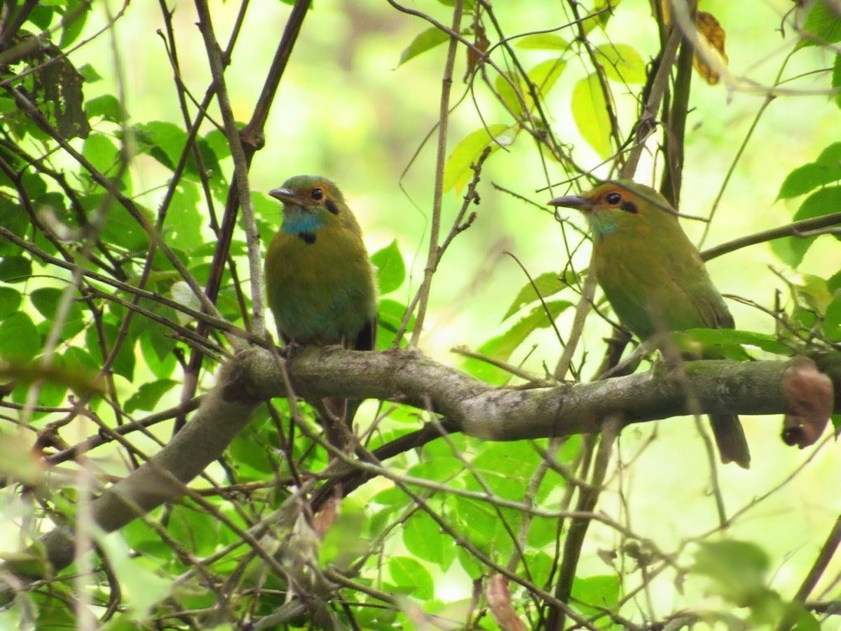 Motmot à gorge bleue - ML641001140
