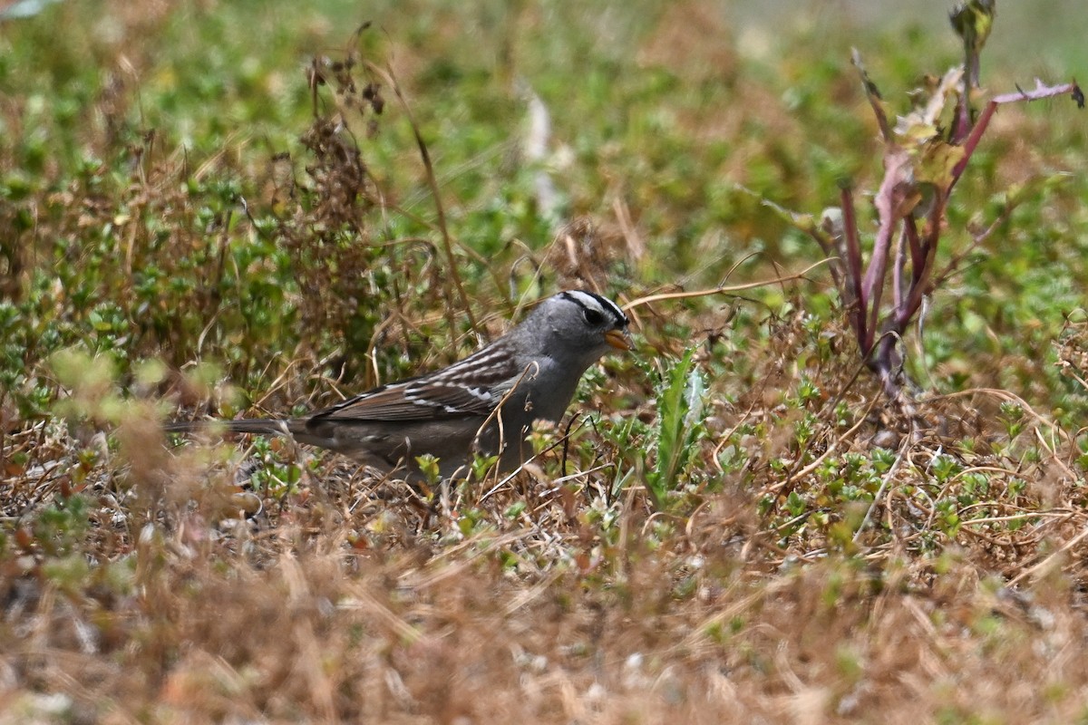 White-crowned Sparrow - ML641001151