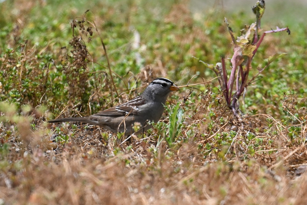 White-crowned Sparrow - ML641001152
