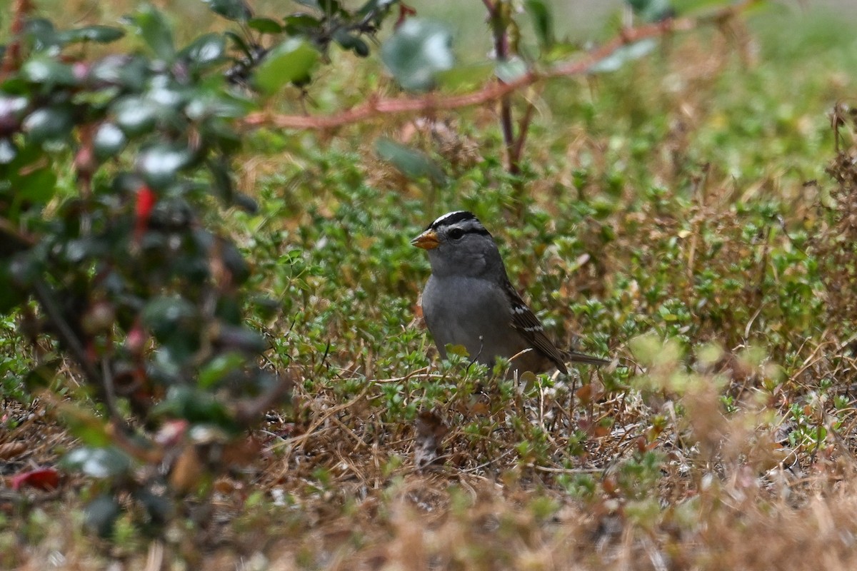 White-crowned Sparrow - ML641001153