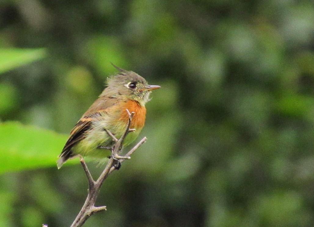 Belted Flycatcher - ML641001157