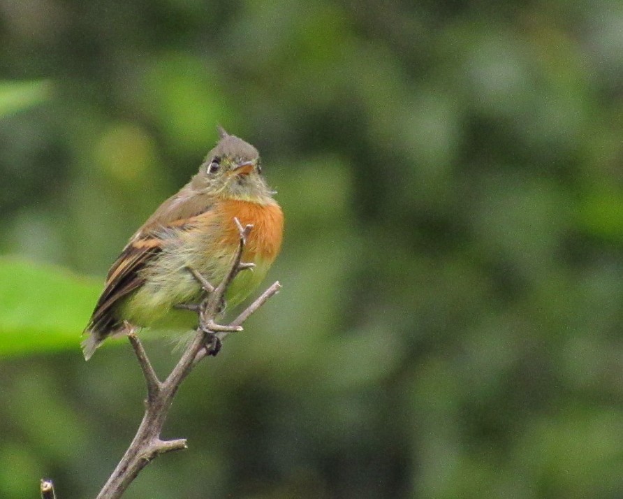 Belted Flycatcher - ML641001177