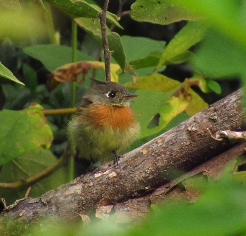 Belted Flycatcher - ML641001178