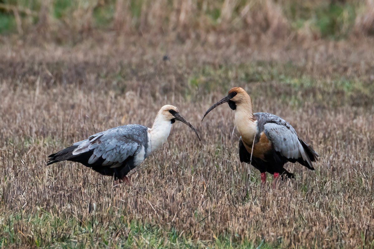 Black-faced Ibis - ML641001219