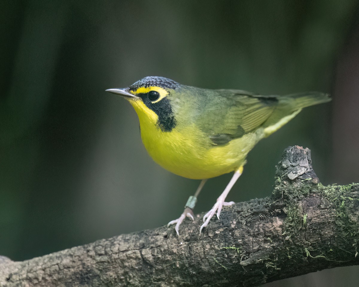 Kentucky Warbler - ML641001308